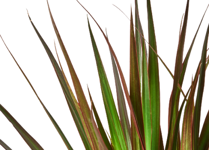 Dracaena 'Marginata Magenta'