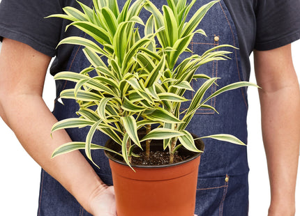 Dracaena 'Song of India'