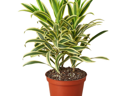 Dracaena 'Song of India'