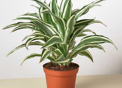 Dracaena 'Warneckii White Jewel'