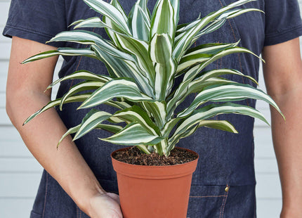 Dracaena 'Warneckii White Jewel'