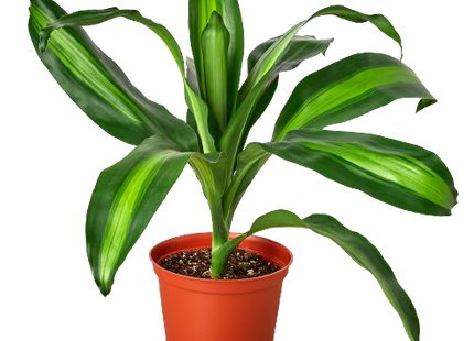 Dracaena Massangeana