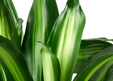 Dracaena Massangeana