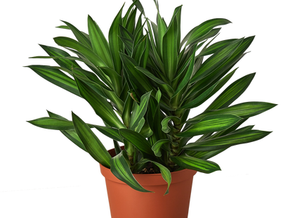 Dracaena 'Song of Jamaica'