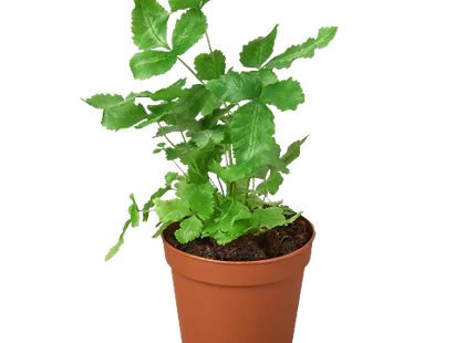Pteris Cretica 'Albo Fern'