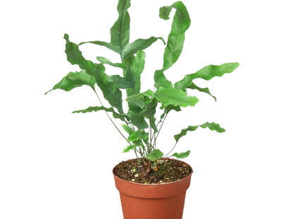 Fern 'Blue Star'