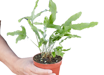 Fern 'Blue Star'