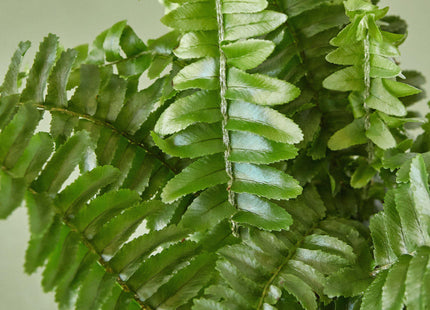 Jester's Crown Fern