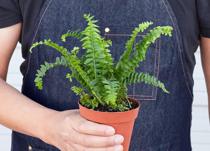 Jester's Crown Fern