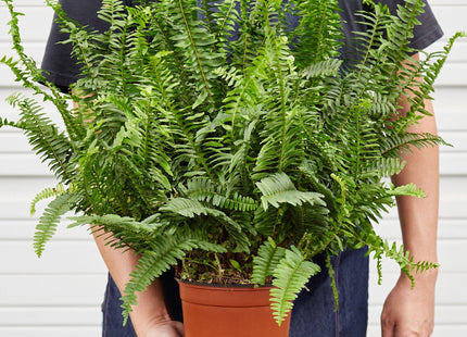 Jester's Crown Fern