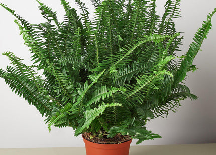 Jester's Crown Fern