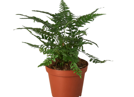 Korean Rock' Fern