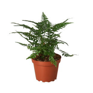 Korean Rock' Fern