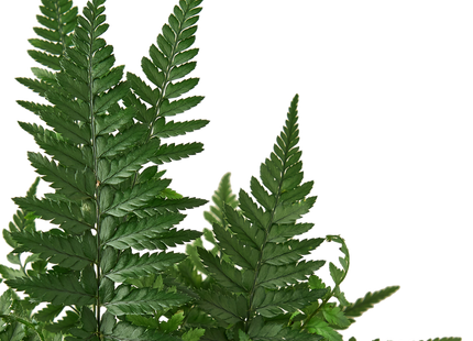 Korean Rock' Fern