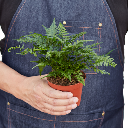 'Korean Rock' Fern