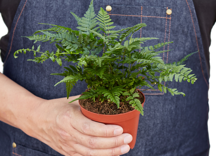 Korean Rock' Fern