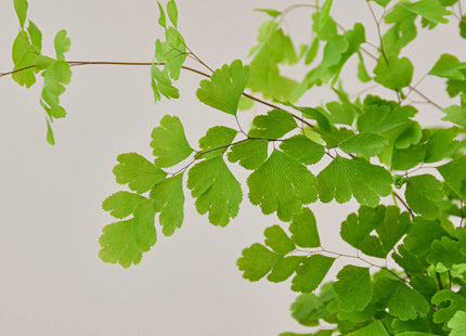 Maidenhair Fern - House Plant Shop