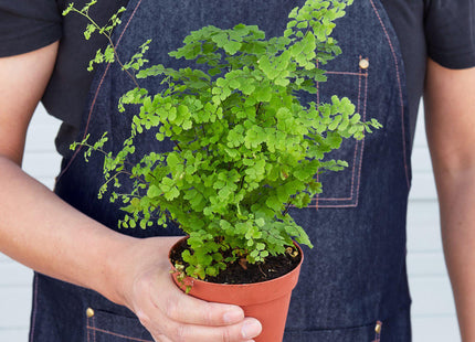 Maidenhair Fern - House Plant Shop