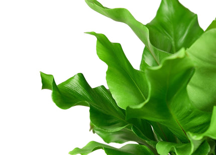 Bird's Nest 'Nidus' Fern