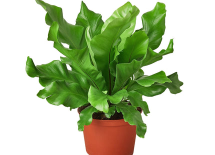 Bird's Nest 'Nidus' Fern