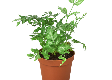Fern 'Silver Lace'