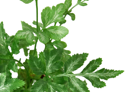 Fern 'Silver Lace'