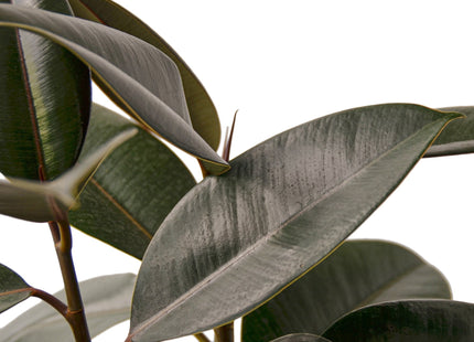 Ficus Elastica 'Burgundy'