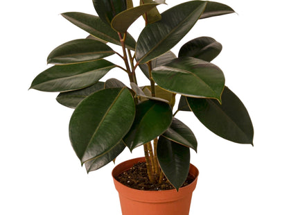Ficus Elastica 'Burgundy'
