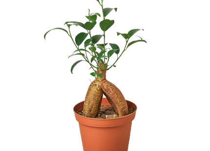 Ficus 'Ginseng'