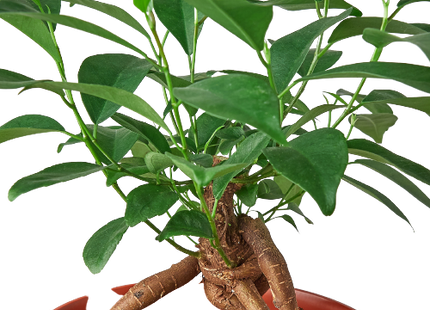 Ficus 'Ginseng'