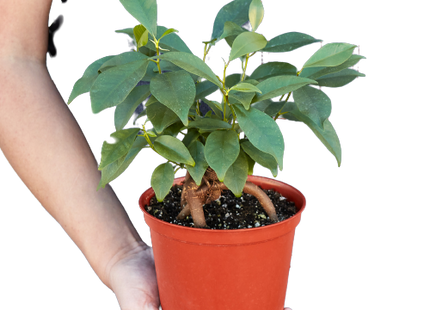 Ficus 'Ginseng'