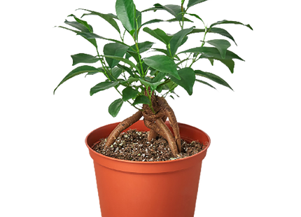 Ficus 'Ginseng'