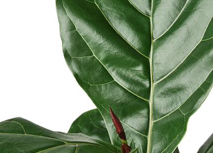Ficus Lyrata 'Fiddle Leaf Fig'