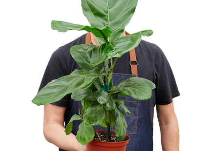 Ficus Lyrata 'Fiddle Leaf Fig'