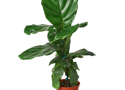 Ficus Lyrata 'Fiddle Leaf Fig'