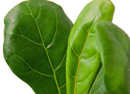 Ficus Lyrata 'Fiddle Leaf Fig'