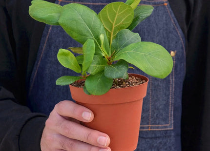 Ficus Lyrata 'Fiddle Leaf Fig'