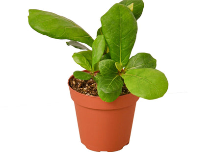 Ficus Lyrata 'Fiddle Leaf Fig'