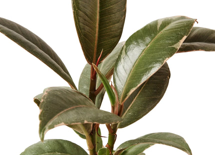 Ficus Elastica 'Tineke'