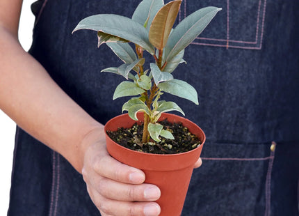 Ficus Elastica 'Tineke'