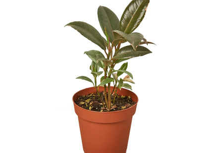 Ficus Elastica 'Tineke'