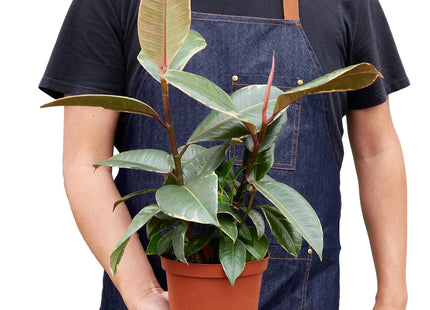 Ficus Elastica 'Tineke'