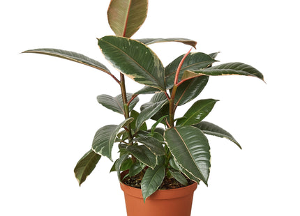 Ficus Elastica 'Tineke'
