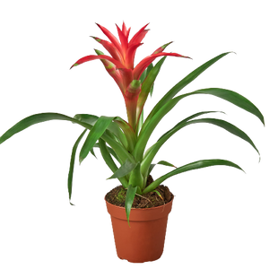 Bromeliad Guzmania 'Pink' - 4" Pot