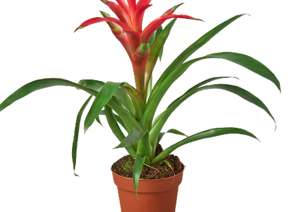 Bromeliad Guzmania 'Pink' - 4" Pot