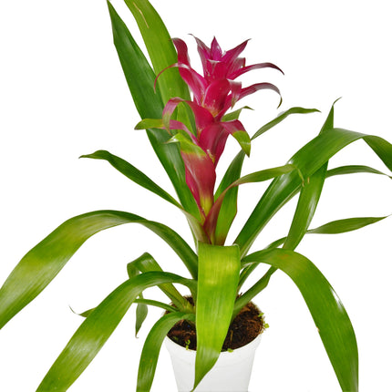 Bromeliad Guzmania 'Purple' - 4" Pot