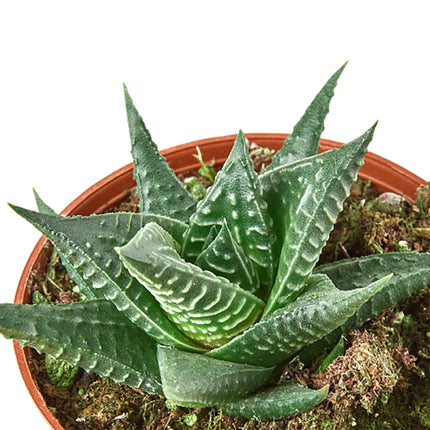 Fairy Washboard Haworthia