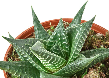 Fairy Washboard Haworthia
