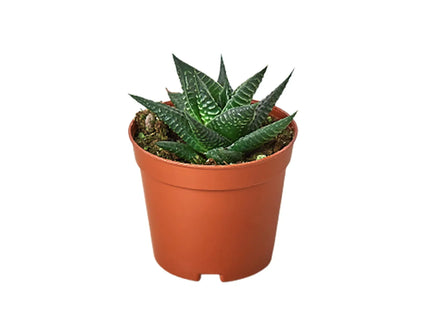 Fairy Washboard Haworthia