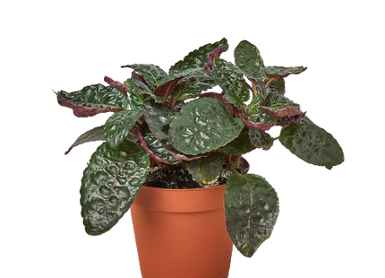 Hemigraphis 'Purple Waffle'